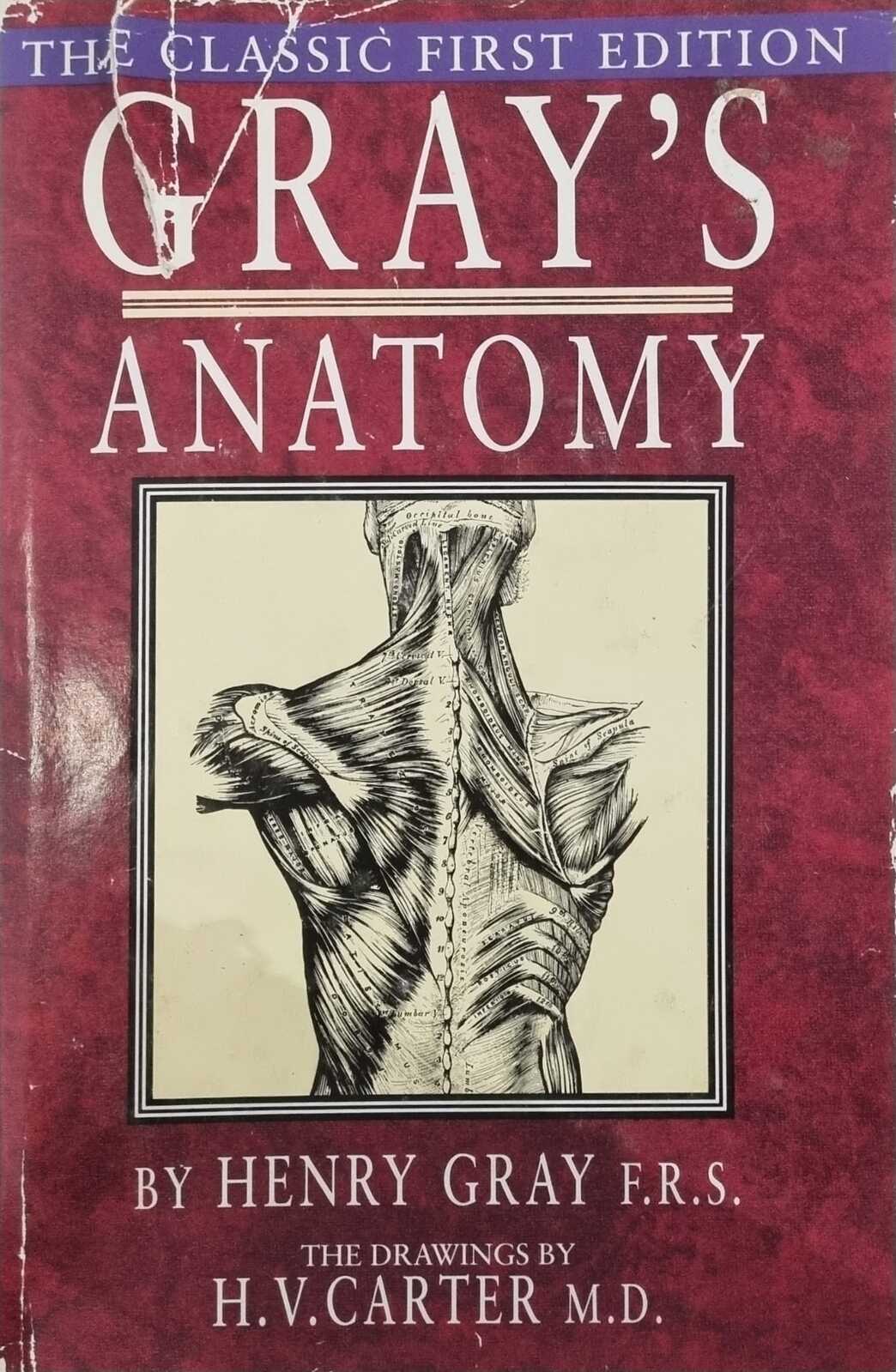 Gray's Anatomy